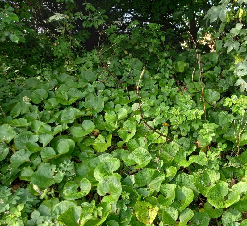 Petasites pyrenaicus, photographed by Clare Edwards
