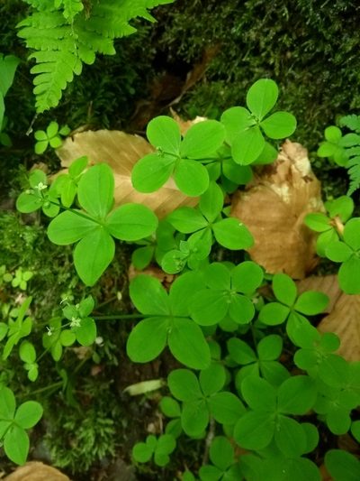 Galium kamtschaticum, photographed by agbelliveau