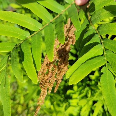 Osmunda spectabilis, photographed by Matt Pelikan