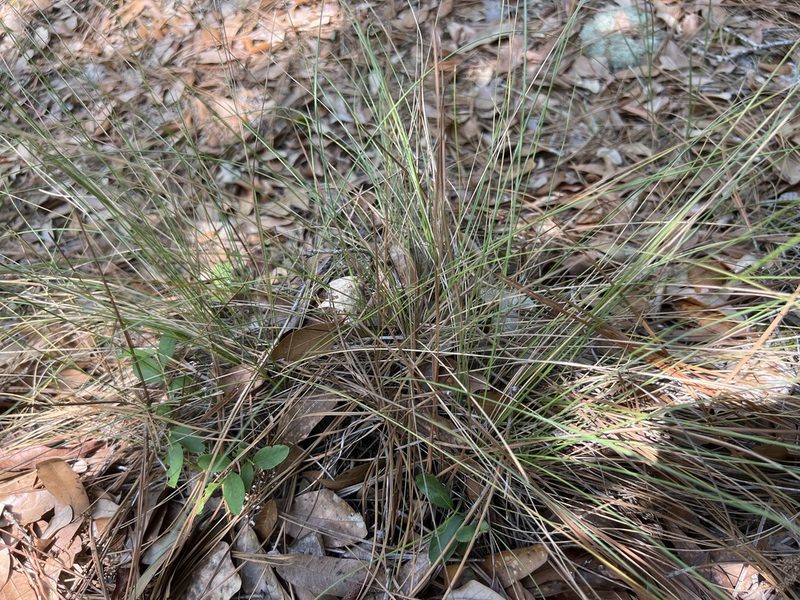 Aristida stricta, photographed by Alan Weakley