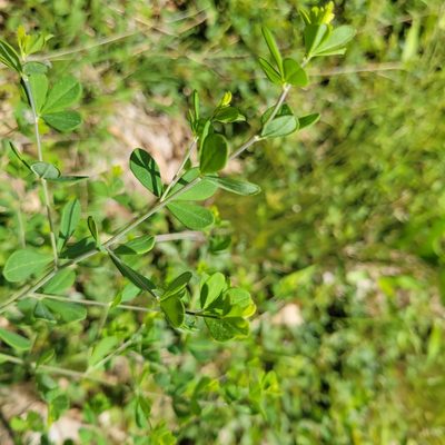 Baptisia tinctoria, photographed by Matt Pelikan
