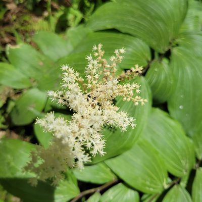 Maianthemum racemosum, photographed by Matt Pelikan
