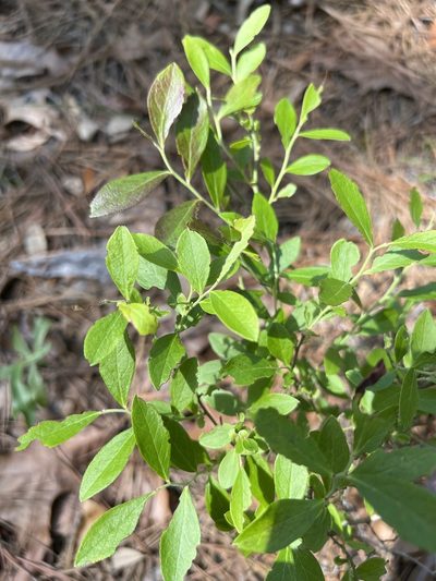 Vaccinium tenellum, photographed by Alan Weakley