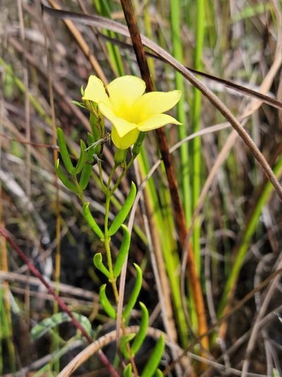 Pentalinon berteroi, photographed by Jay Horn