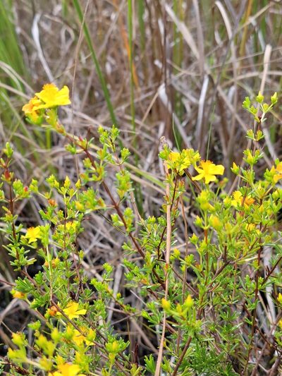 Hypericum limosum, photographed by Jay Horn