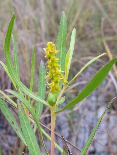 Stillingia tenuis, photographed by Jay Horn