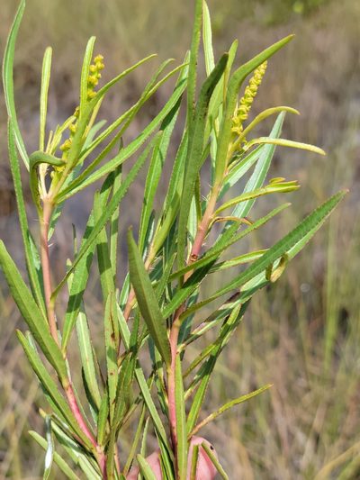 Stillingia tenuis, photographed by Jay Horn