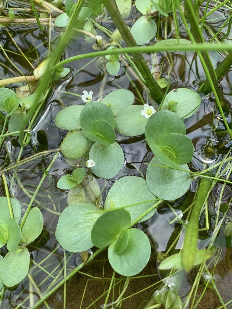 Bacopa rotundifolia, photographed by Daniel J. Layton