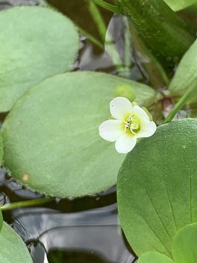 Bacopa rotundifolia, photographed by Daniel J. Layton