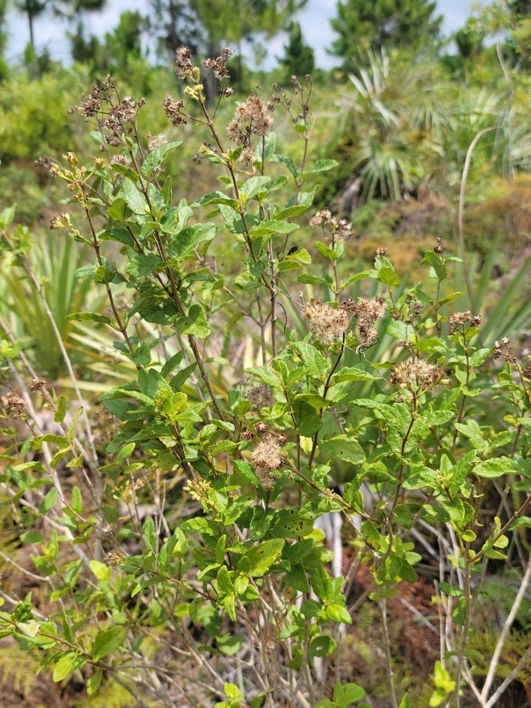 Koanophyllon villosum, photographed by Jay Horn