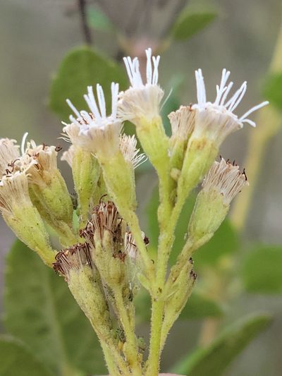Koanophyllon villosum, photographed by Jay Horn