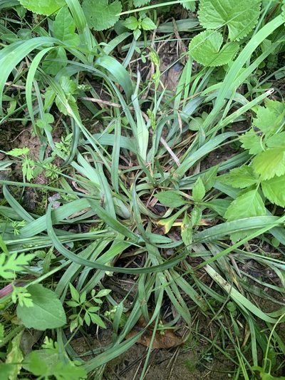 Carex glaucodea, photographed by Daniel J. Layton