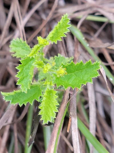 Tragia saxicola, photographed by Jay Horn