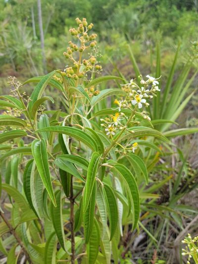 Miconia bicolor, photographed by Jay Horn