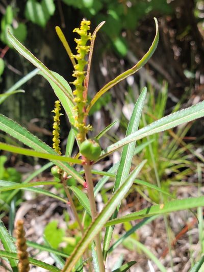 Stillingia tenuis, photographed by Jay Horn