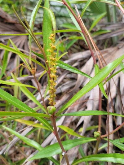 Stillingia tenuis, photographed by Jay Horn