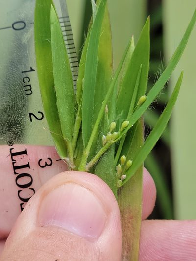 Dichanthelium ovale, photographed by Jay Horn
