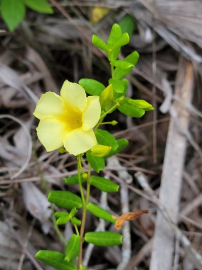 Pentalinon berteroi, photographed by Jay Horn