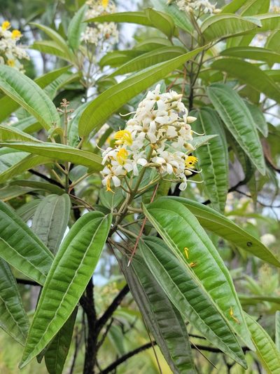 Miconia bicolor, photographed by Jay Horn