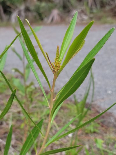Stillingia tenuis, photographed by Jay Horn