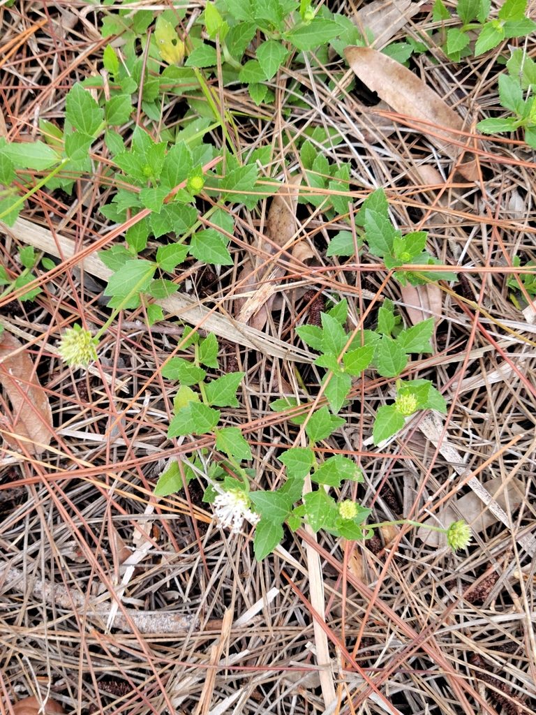 Melanthera parvifolia, photographed by Jay Horn