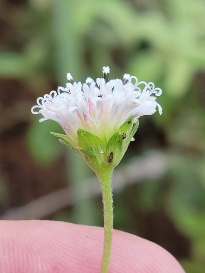 Melanthera parvifolia, photographed by Jay Horn
