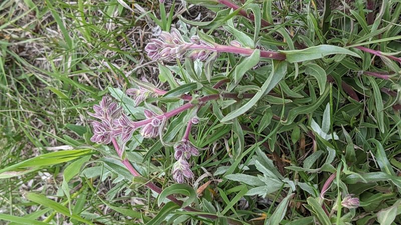 Penstemon albidus, photographed by Esben Kjaer