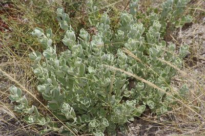 Leucophyllum frutescens, photographed by Michelle W. （鍾偉瑋）