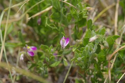 Rhinotropis lindheimeri, photographed by Michelle W. （鍾偉瑋）