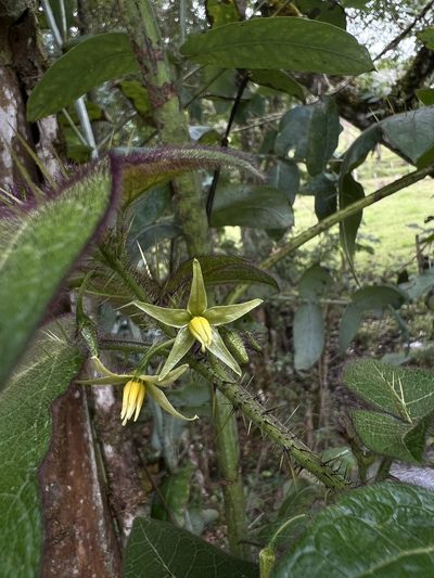 Solanum acerifolium, photographed by Nicolás Baresch Uribe