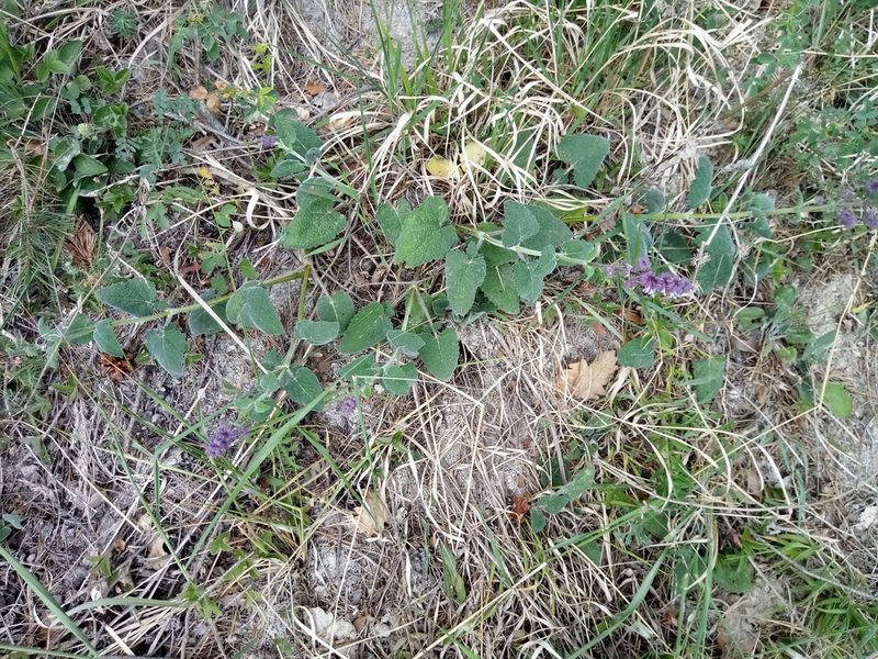 Salvia verticillata, photographed by Vladimír Fuka