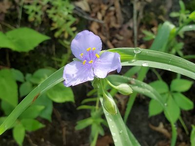 Tradescantia ohiensis, photographed by Craig Martin