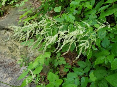 Aruncus dioicus, photographed by Craig Martin