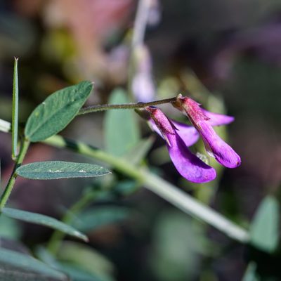 Vicia americana, photographed by Andrew Tree