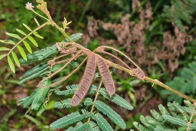 Mimosa pigra, photographed by Shawn O'Donnell