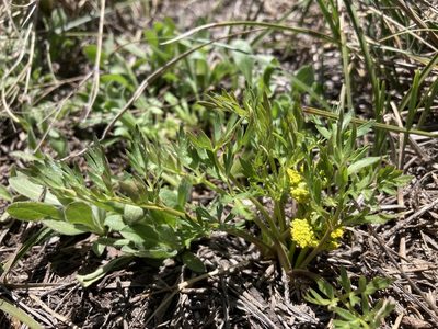 Cymopterus lemmonii, photographed by Cecelia Alexander
