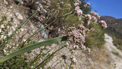 Eriogonum fasciculatum, photographed by velodrome