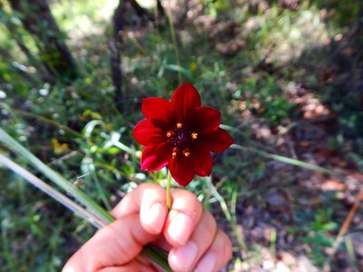 Cosmos concolor, photographed by Norma Piedra