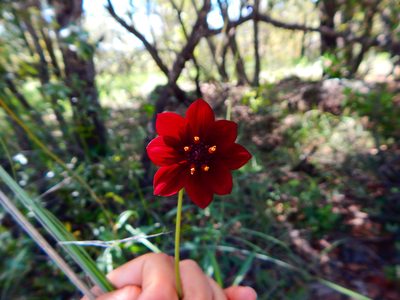 Cosmos concolor, photographed by Norma Piedra