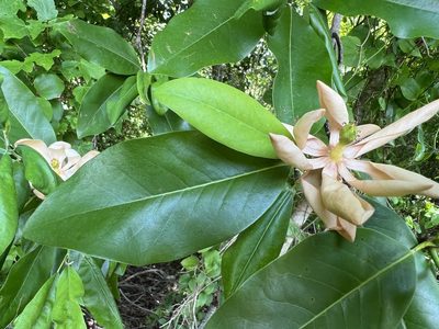Magnolia virginiana