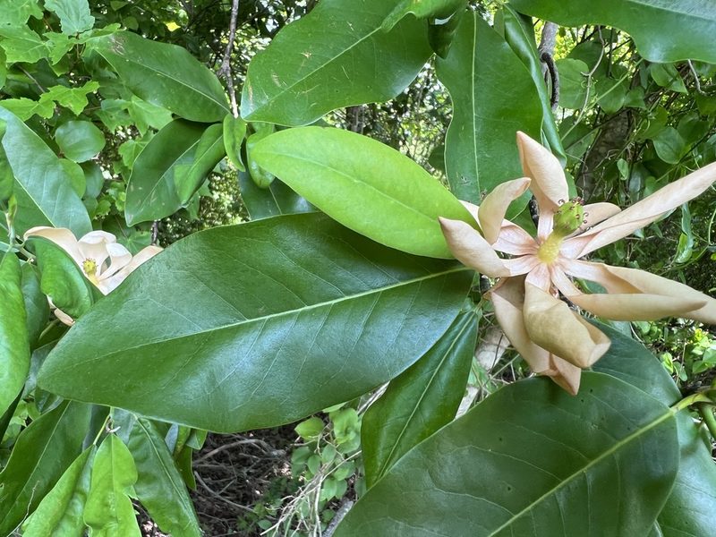 Magnolia virginiana, photographed by Anne Parker