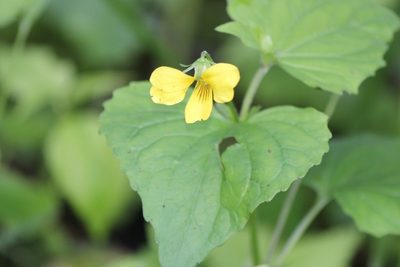 Viola pubescens, photographed by webohms