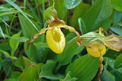 Cypripedium parviflorum, photographed by webohms