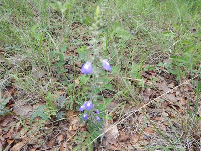 Salvia crucis, photographed by Norma Piedra
