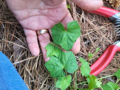 Melothria pendula