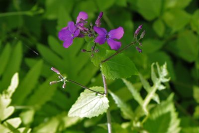 Lunaria annua