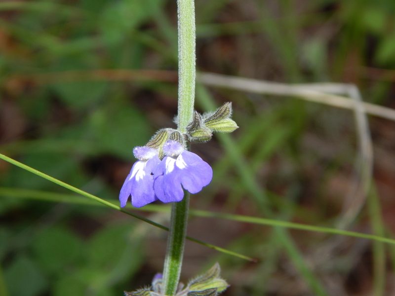 Salvia crucis, photographed by Norma Piedra