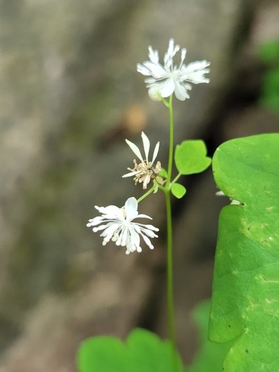 Thalictrum clavatum, photographed by Rod