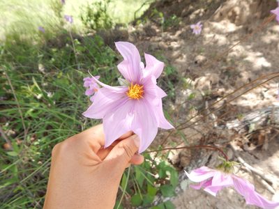 Dahlia sherffii, photographed by Norma Piedra