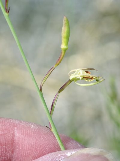 Oenothera calcicola, photographed by Michelle W. （鍾偉瑋）
